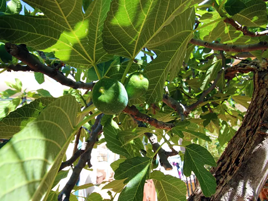 Immagine 24 di Appartamento in vendita  in Via Francesco Baracca a Palermo