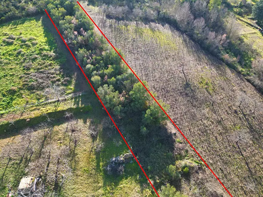 Immagine 23 di Terreno agricolo in vendita  in via rebuttone a Altofonte