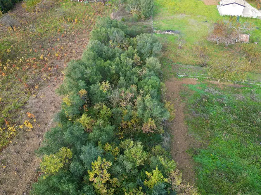 Immagine 9 di Terreno agricolo in vendita  in via rebuttone a Altofonte