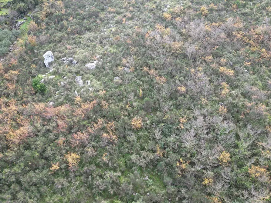 Immagine 24 di Terreno agricolo in vendita  in via rebuttone a Altofonte
