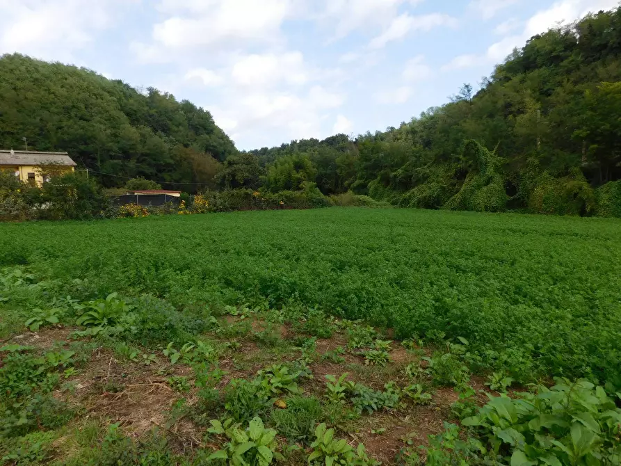 Immagine 2 di Terreno agricolo in vendita  in Via S. Barnaba a Valmontone