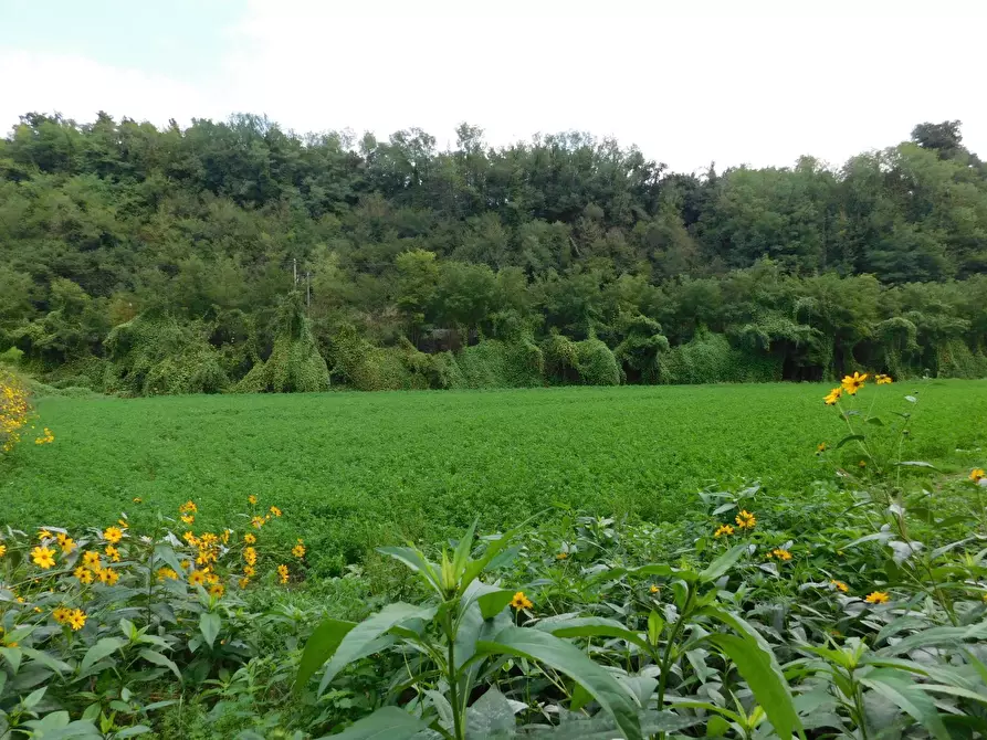 Immagine 3 di Terreno agricolo in vendita  in Via S. Barnaba a Valmontone