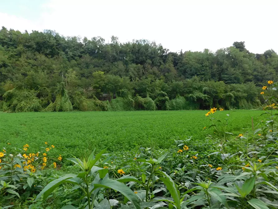 Immagine 4 di Terreno agricolo in vendita  in Via S. Barnaba a Valmontone