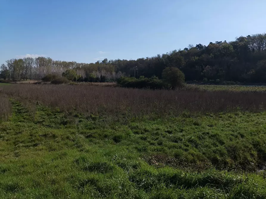 Immagine 6 di Terreno agricolo in vendita  in via Del puntone a Bientina