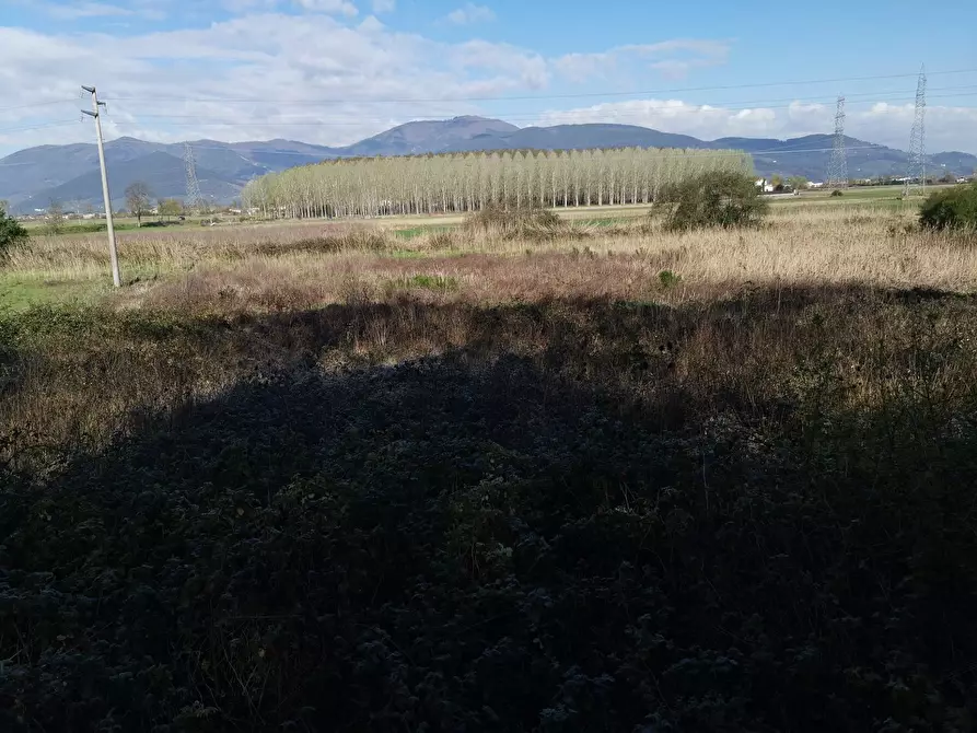 Immagine 8 di Terreno agricolo in vendita  in via Del puntone a Bientina