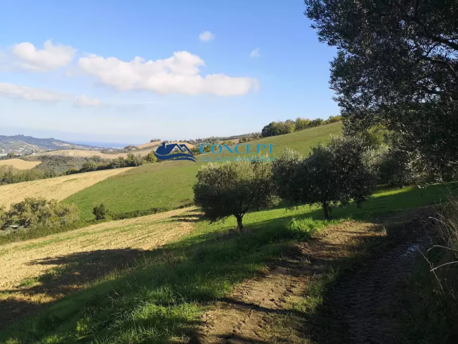 Immagine 1 di Terreno agricolo in vendita  in contrada Rio Moro a Colonnella