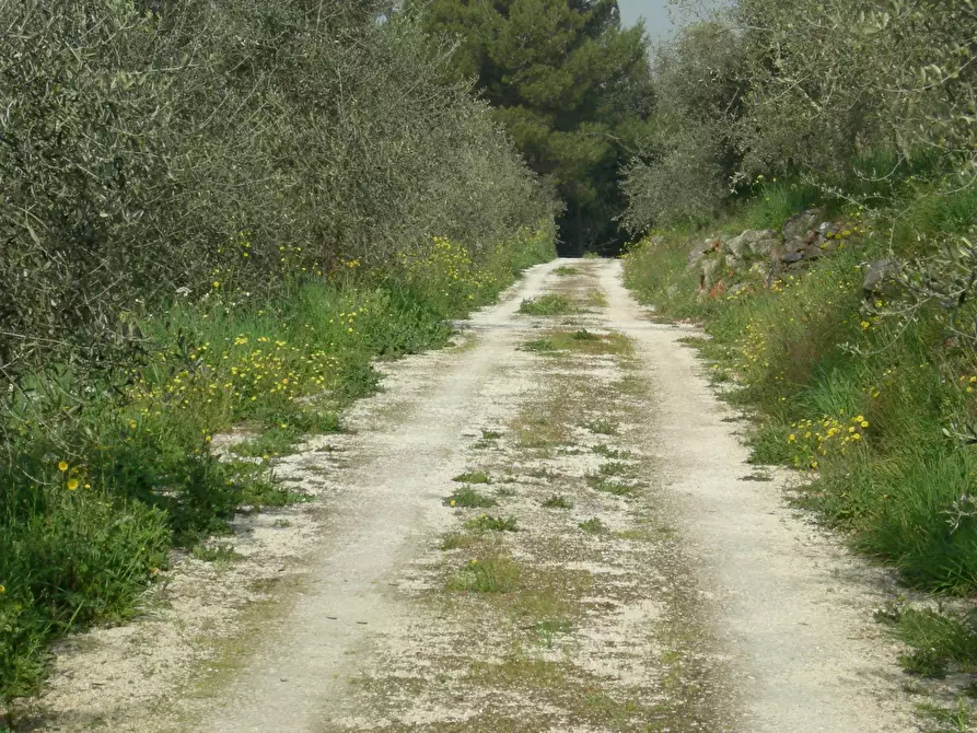 Immagine 15 di Rustico / casale in vendita  a San Giuliano Terme