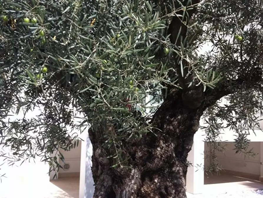 Immagine 4 di Villa in vendita  a Camaiore