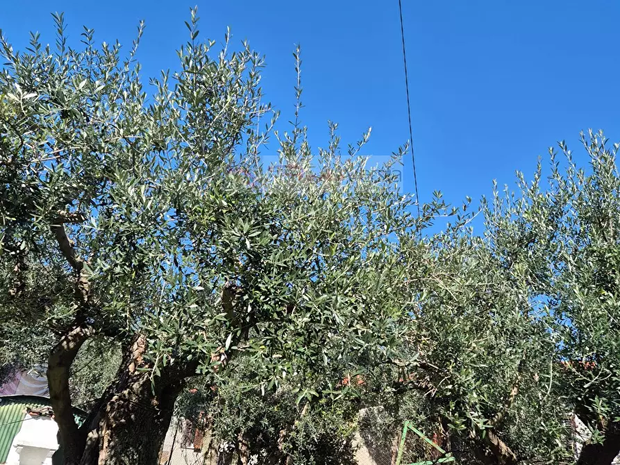 Immagine 18 di Casa indipendente in affitto  a Forte Dei Marmi