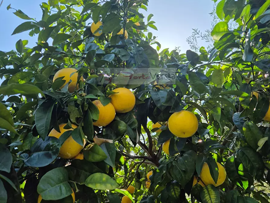 Immagine 19 di Casa indipendente in affitto  a Forte Dei Marmi