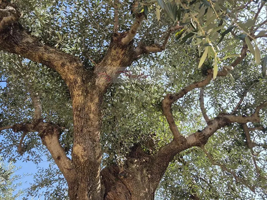 Immagine 20 di Casa indipendente in affitto  a Forte Dei Marmi