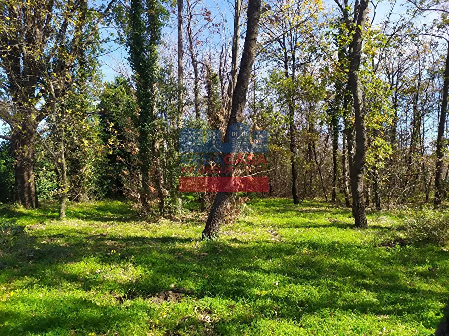 Immagine 5 di Terreno agricolo in vendita  in VIA FELICE a Linguaglossa