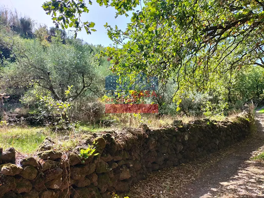 Immagine 2 di Terreno agricolo in vendita  in contrada baldazza a Linguaglossa