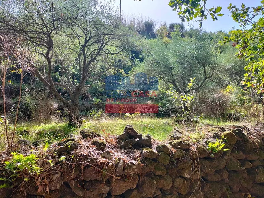 Immagine 3 di Terreno agricolo in vendita  in contrada baldazza a Linguaglossa