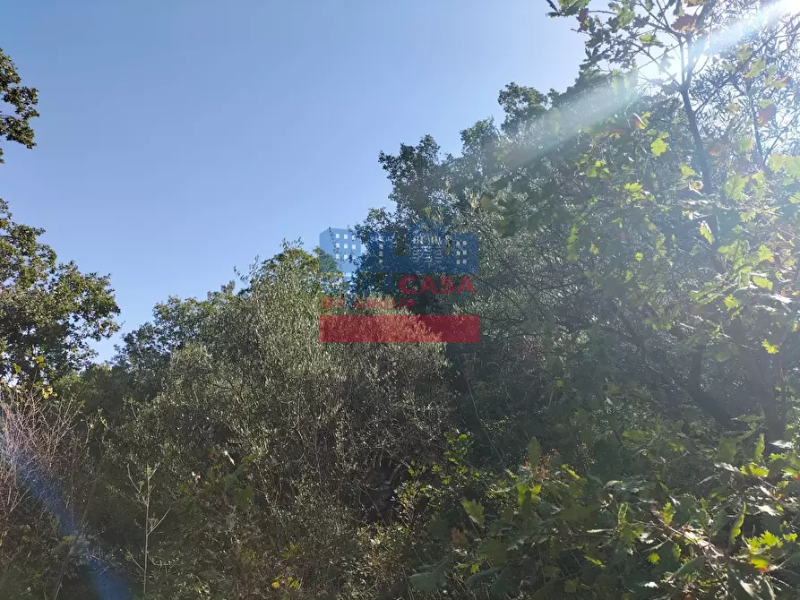 Immagine 5 di Terreno agricolo in vendita  in contrada baldazza a Linguaglossa