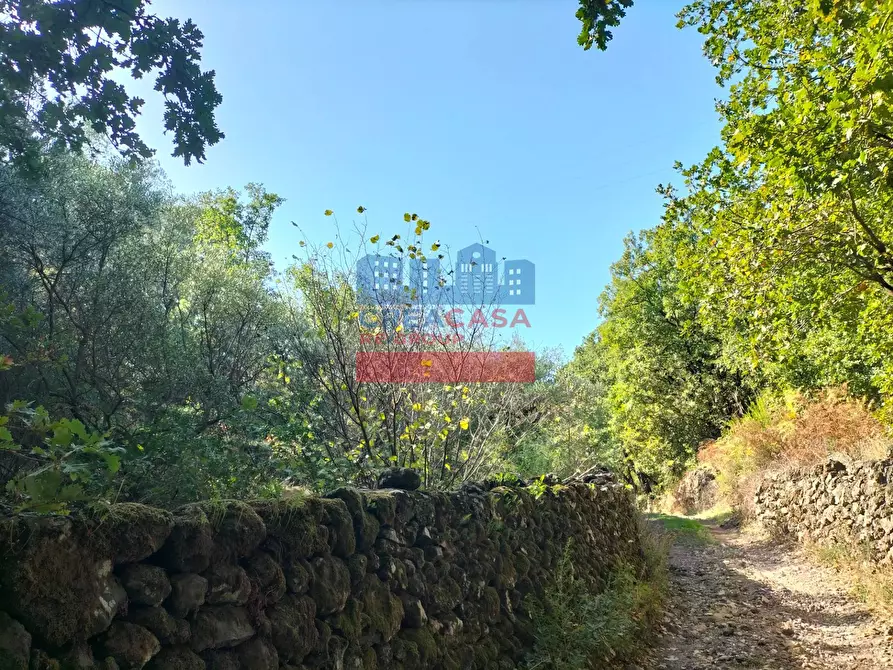 Immagine 6 di Terreno agricolo in vendita  in contrada baldazza a Linguaglossa