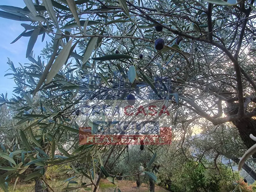 Immagine 6 di Terreno agricolo in vendita  a Graniti