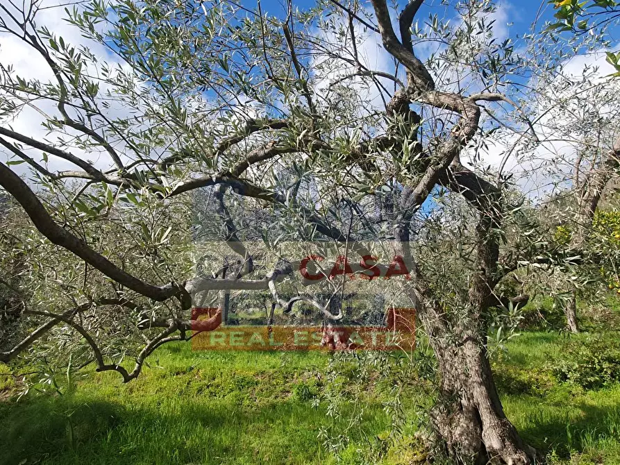 Immagine 5 di Terreno agricolo in vendita  in LORMO a Mongiuffi Melia