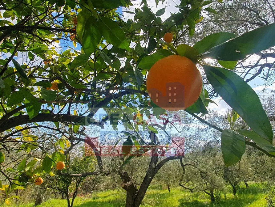 Immagine 11 di Terreno agricolo in vendita  in LORMO a Mongiuffi Melia