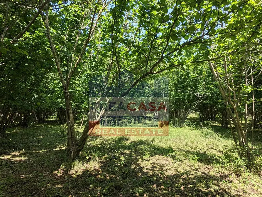 Immagine 18 di Terreno agricolo in vendita  in c.da Cerro a Castiglione Di Sicilia