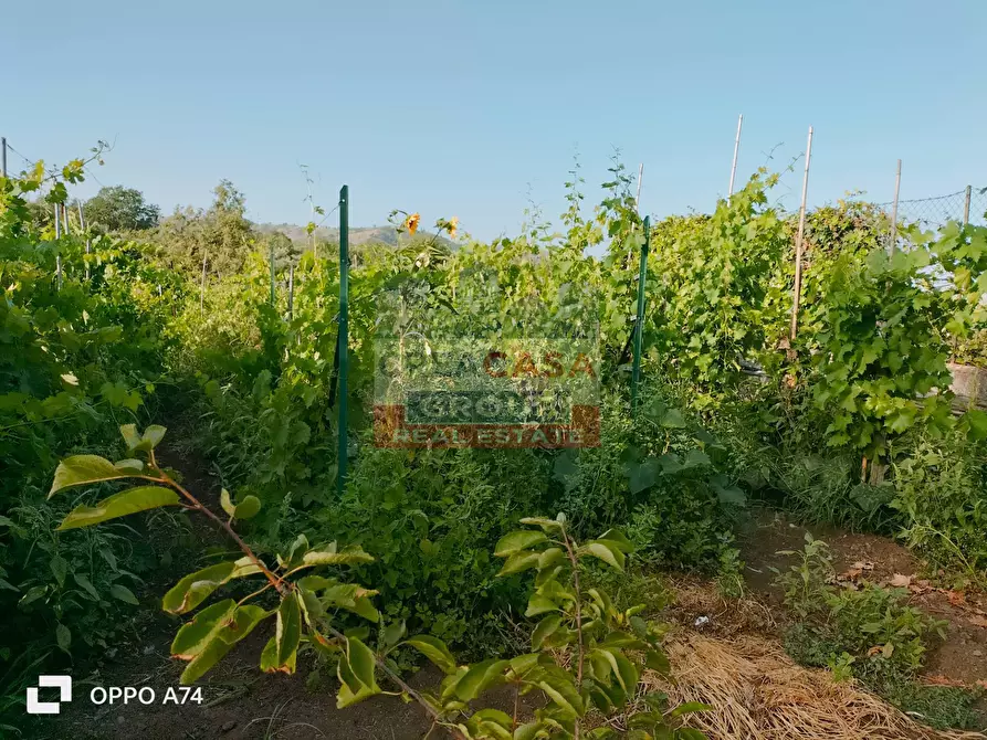 Immagine 5 di Terreno agricolo in vendita  in via chiovazzi a Piedimonte Etneo