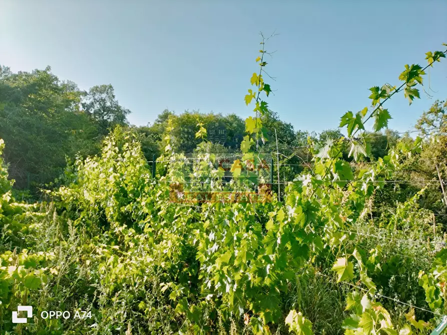 Immagine 7 di Terreno agricolo in vendita  in via chiovazzi a Piedimonte Etneo