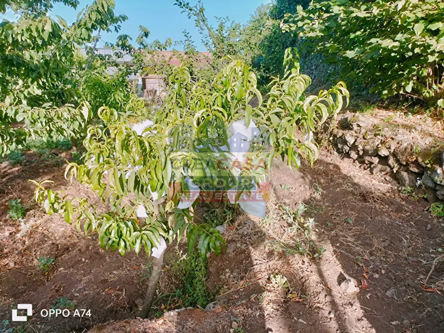 Immagine 8 di Terreno agricolo in vendita  in via chiovazzi a Piedimonte Etneo