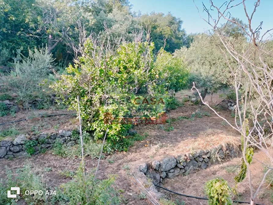 Immagine 12 di Terreno agricolo in vendita  in via chiovazzi a Piedimonte Etneo