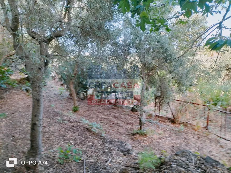 Immagine 13 di Terreno agricolo in vendita  in via chiovazzi a Piedimonte Etneo