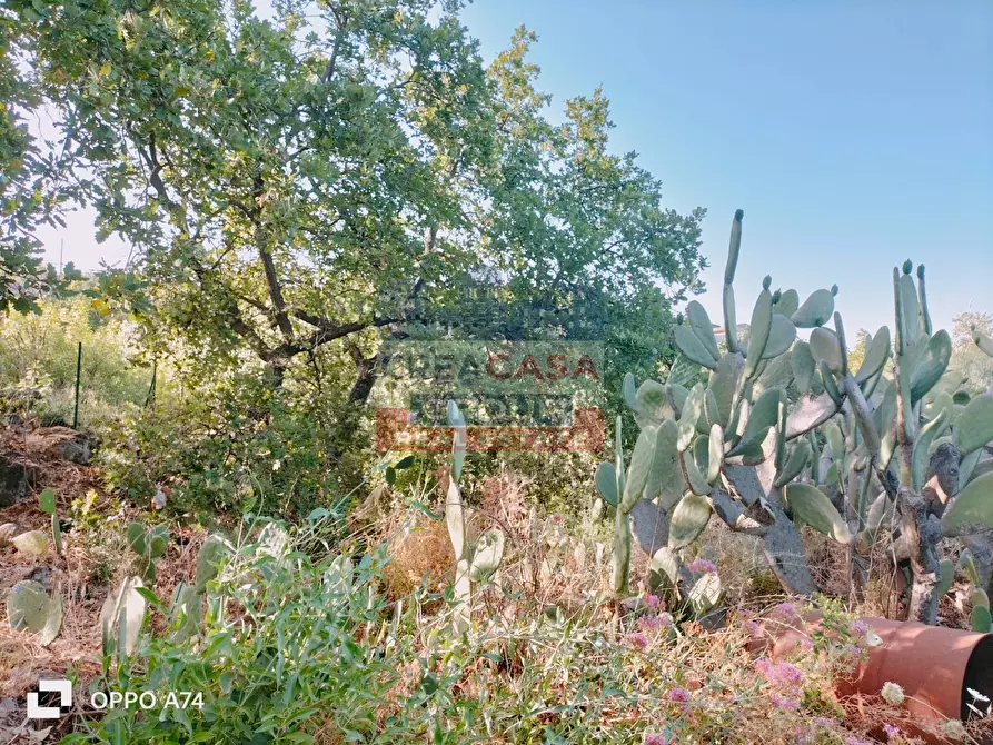 Immagine 15 di Terreno agricolo in vendita  in via chiovazzi a Piedimonte Etneo