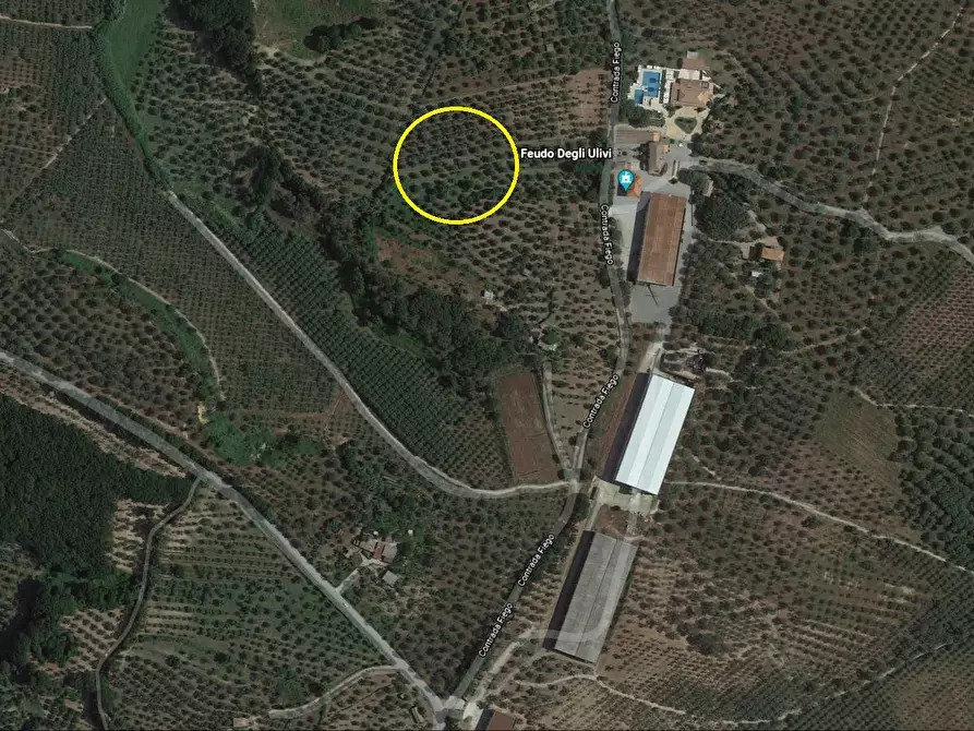 Immagine 4 di Terreno agricolo in vendita  in Contrada Fiego a Borgia