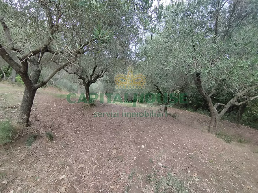 Immagine 1 di Terreno agricolo in vendita  a Giano Vetusto