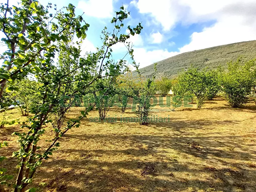 Immagine 5 di Terreno agricolo in vendita  a Sirignano