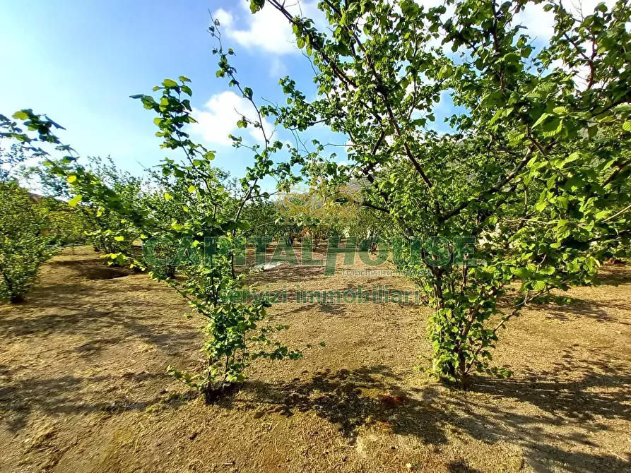 Immagine 15 di Terreno agricolo in vendita  a Sirignano