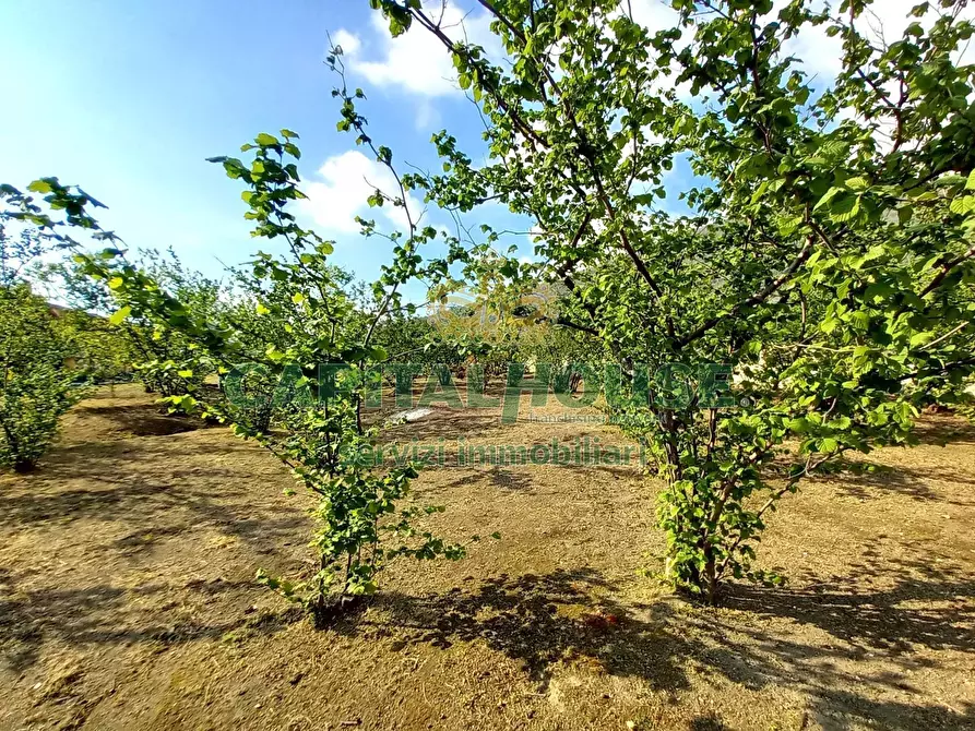 Immagine 16 di Terreno agricolo in vendita  a Sirignano