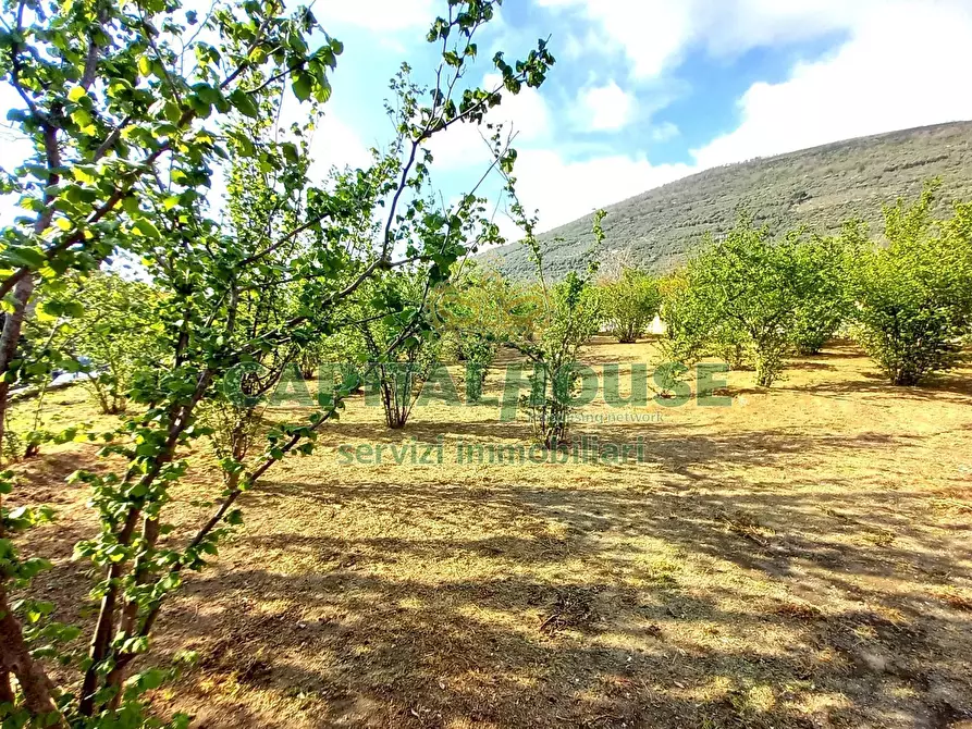 Immagine 21 di Terreno agricolo in vendita  a Sirignano