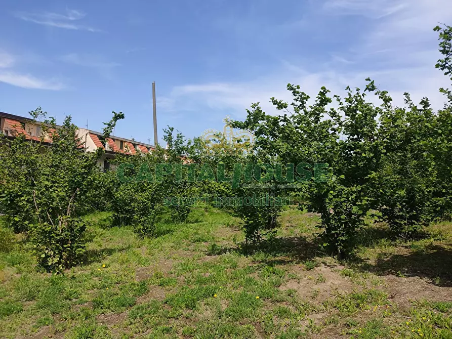 Immagine 11 di Terreno agricolo in vendita  a Sirignano