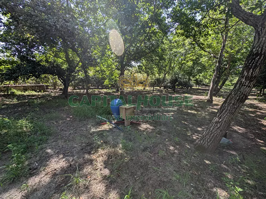 Immagine 7 di Terreno agricolo in vendita  a Cicciano