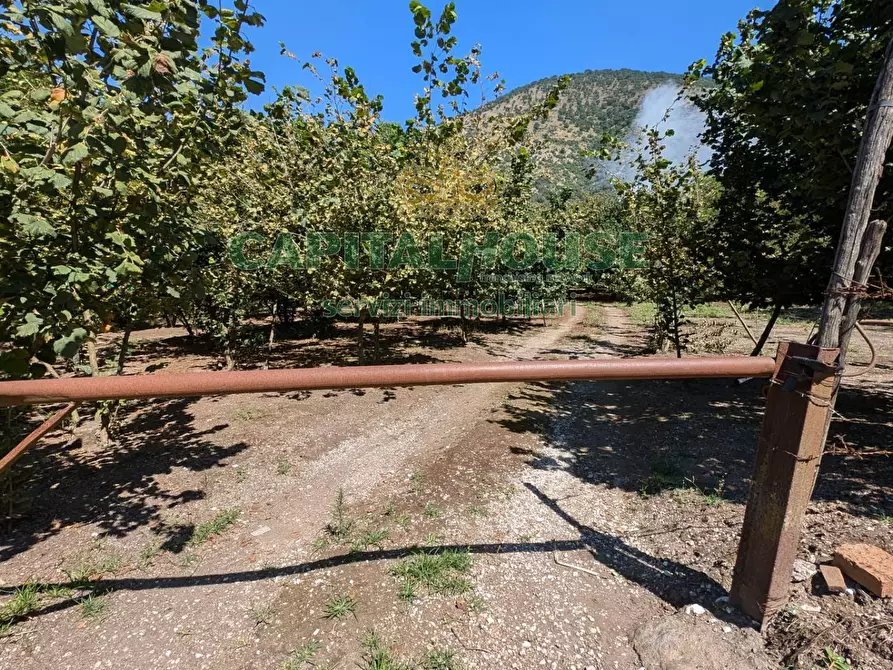 Immagine 5 di Terreno agricolo in vendita  a Cicciano