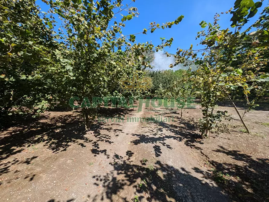 Immagine 6 di Terreno agricolo in vendita  a Cicciano