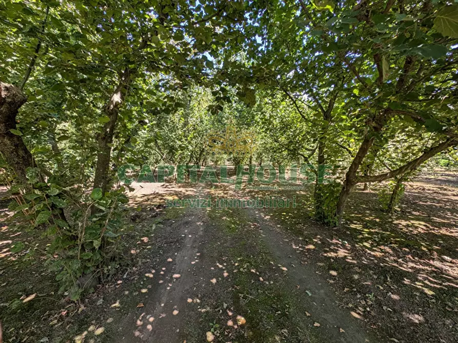 Immagine 8 di Terreno agricolo in vendita  a Cicciano
