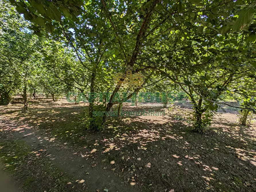 Immagine 9 di Terreno agricolo in vendita  a Cicciano