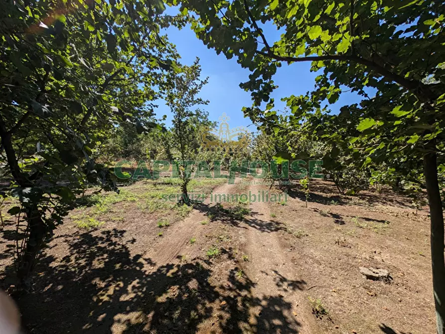 Immagine 10 di Terreno agricolo in vendita  a Cicciano