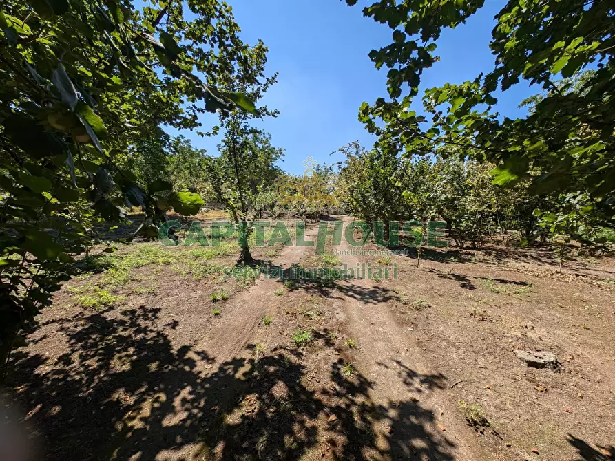 Immagine 11 di Terreno agricolo in vendita  a Cicciano