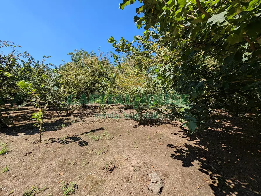 Immagine 12 di Terreno agricolo in vendita  a Cicciano
