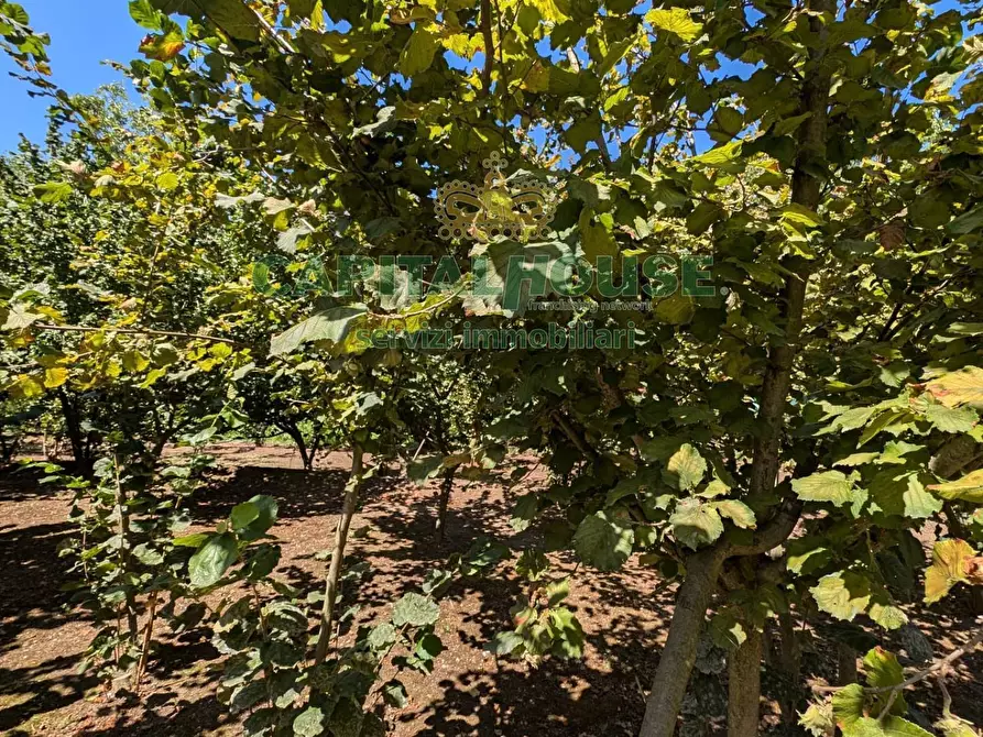 Immagine 13 di Terreno agricolo in vendita  a Cicciano