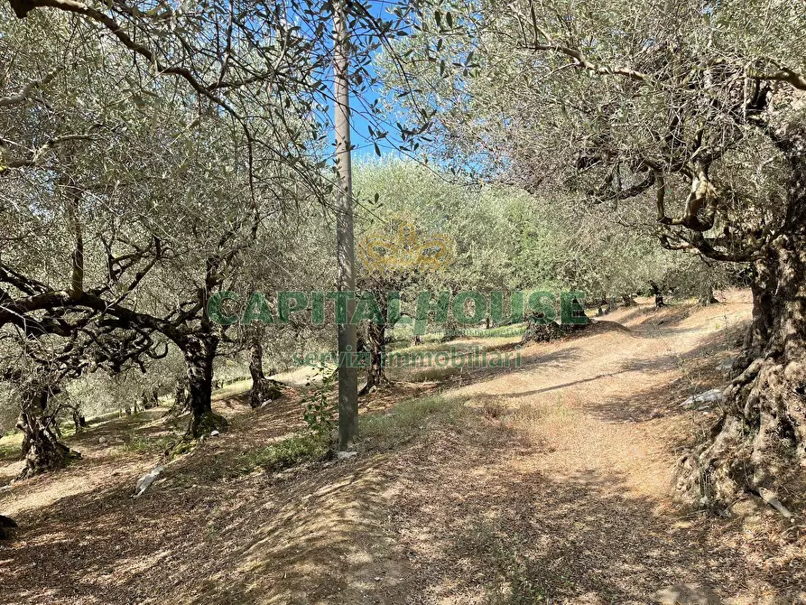 Immagine 15 di Terreno agricolo in vendita  a Avella