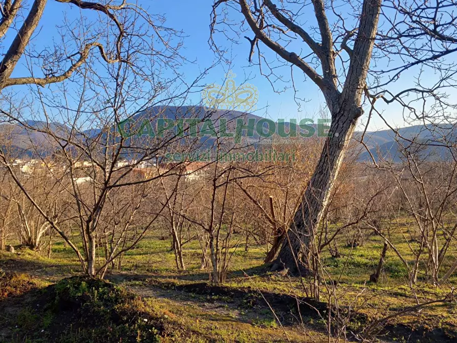 Immagine 7 di Terreno agricolo in vendita  a Sirignano