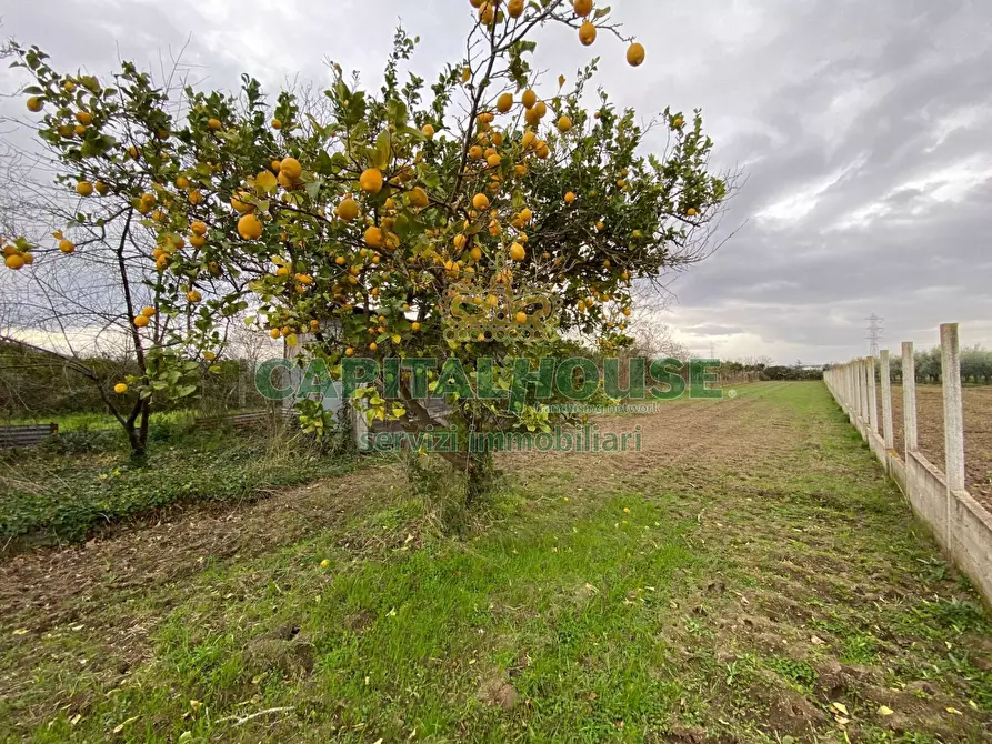 terreno agricolo in vendita a Maddaloni