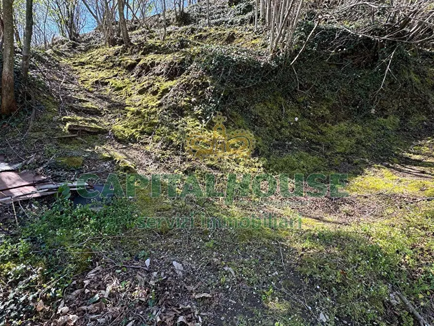 Immagine 6 di Terreno agricolo in vendita  a Mugnano Del Cardinale